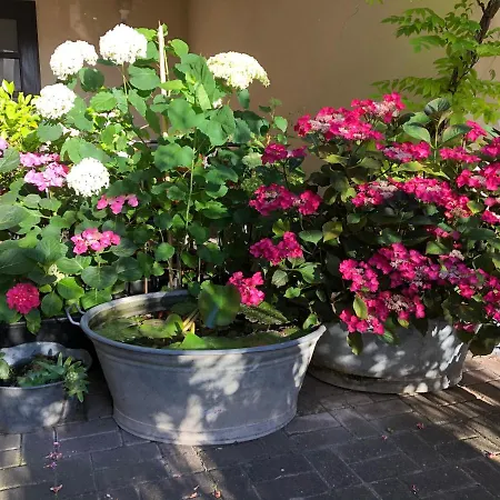 In De Goldisch Luft Gau-Algesheim