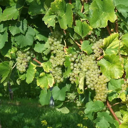 Διαμέρισμα In De Goldisch Luft