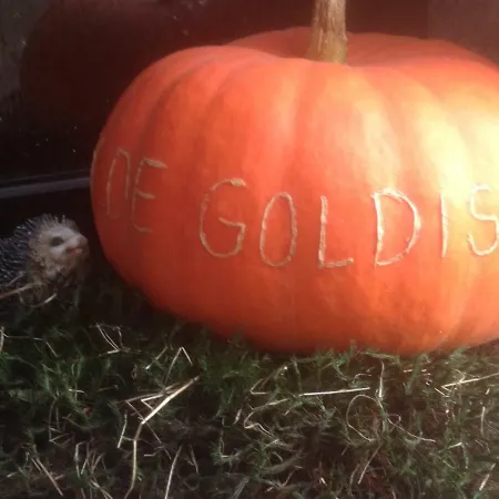 Apartamento In De Goldisch Luft