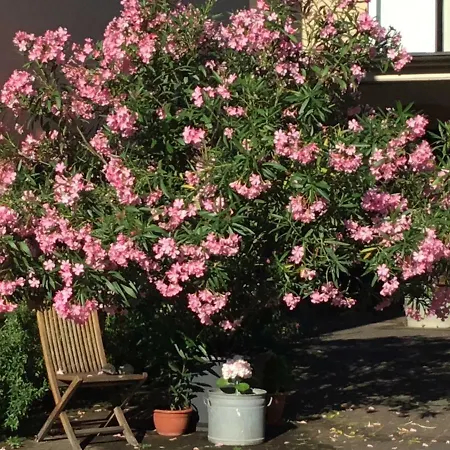 In De Goldisch Luft *