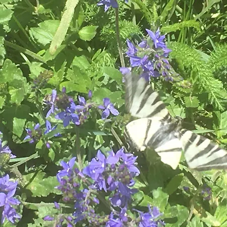 Apartamento In De Goldisch Luft *