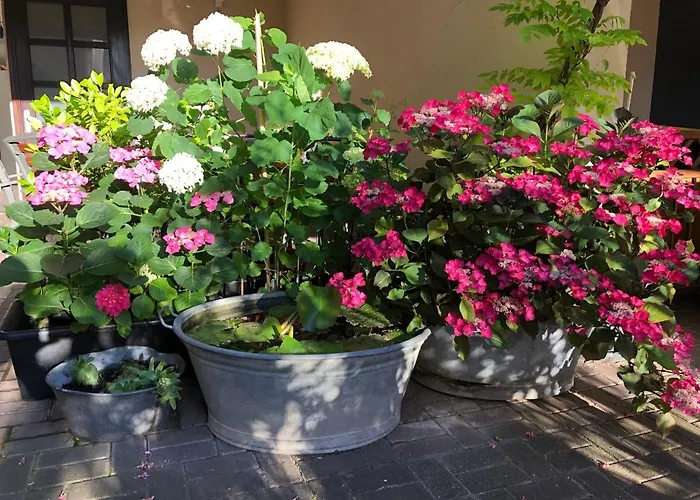 In De Goldisch Luft Gau-Algesheim