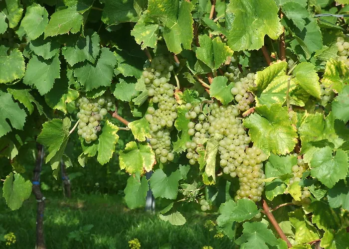 아파트 In De Goldisch Luft