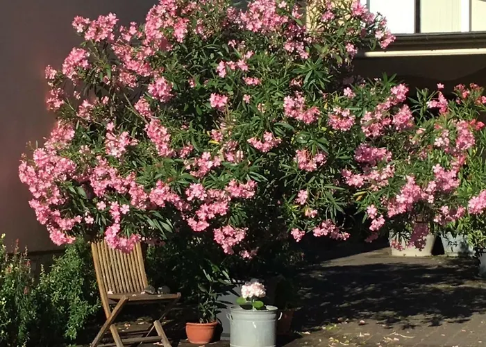 In De Goldisch Luft *