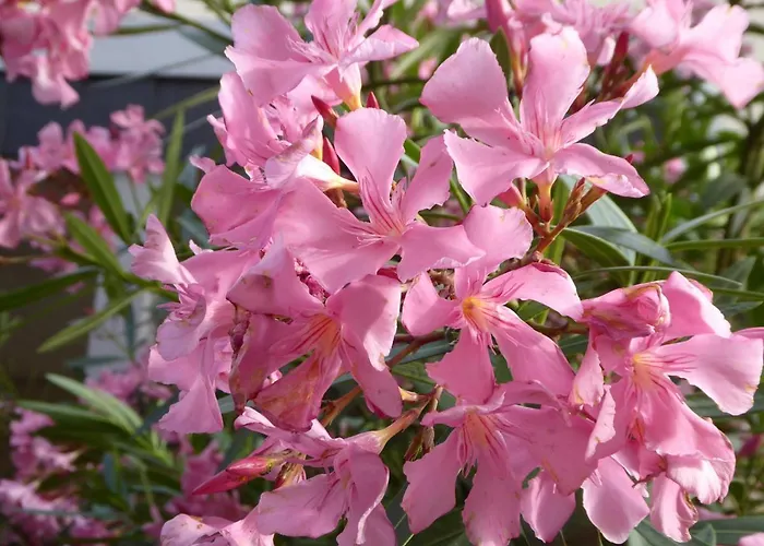 In De Goldisch Luft * Gau-Algesheim