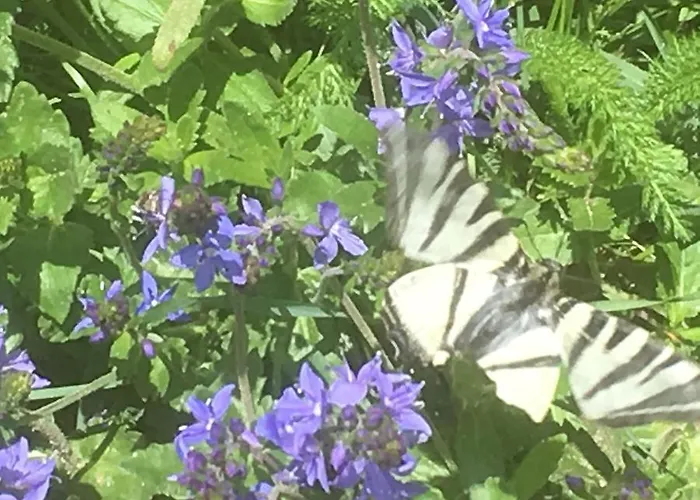 아파트 In De Goldisch Luft *