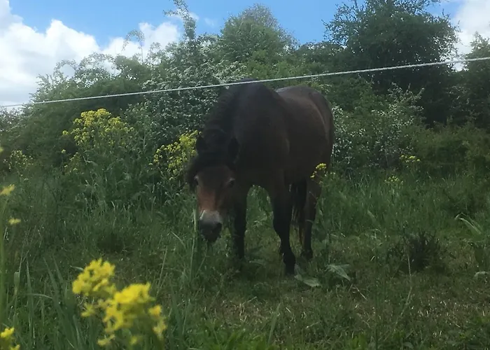 In De Goldisch Luft 아파트 Gau-Algesheim